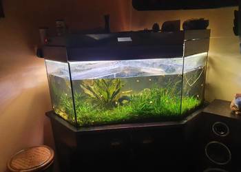 Używany, Terrarium - akwarium z wyposażeniem na sprzedaż  Józefin