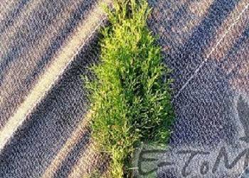 Tuja szmaragd 20-30cm Thuja smaragd 20-30cm Promocja!! na sprzedaż  Skrzyszów