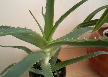 aloes drzewiasty kwiat doniczkowy na sprzedaż  Warszawa