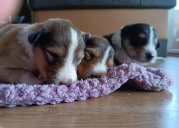Owczarek Szkocki Collie Szczeniaki na sprzedaż  Olesno