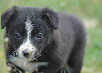 Border collie pasienie agility rajdy konne ISDS na sprzedaż  Milejów-Osada
