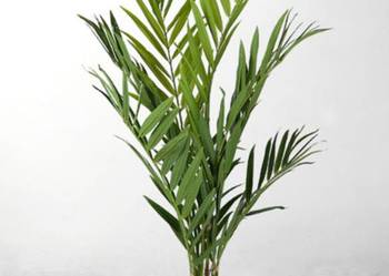 Używany, Palma Królewska 190 cm sztuczne drzewko, kwiat na sprzedaż  Wąbrzeźno