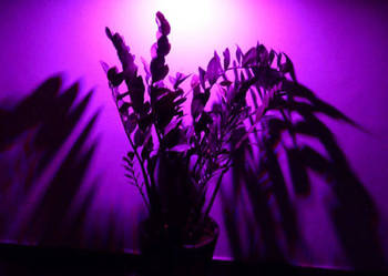 Żarówki upraw y a roślin hps LED lampa hodowla zwierząt 6W na sprzedaż  Iłowa