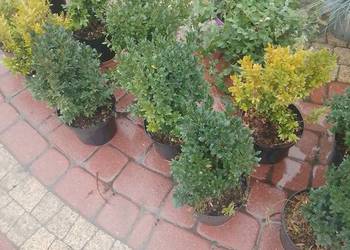 Bukszpan, Buxus Warszawa na sprzedaż  Warszawa