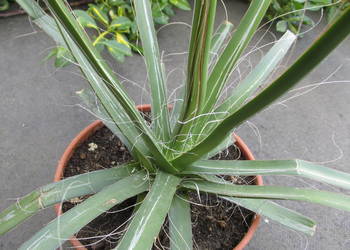 Czerwieniejąca ponad 6-letnia agawa nitkowata - agave filifera RED na sprzedaż  Kraków