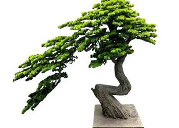 Drzewko Bonsai Sztuczne Premium 200x80x150 jak żywe premium na sprzedaż  Nowy Sącz