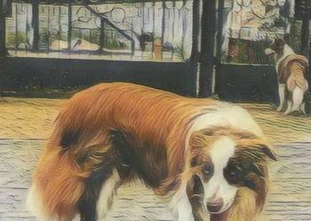 Border collie reproduktor oferta krycia czekoladowy ZKwP FCI na sprzedaż  Radom