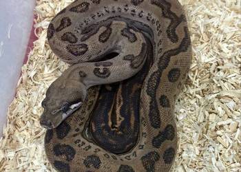 Boa imperator Leopard/blackberry cb24 nie zbożowy na sprzedaż  Białystok