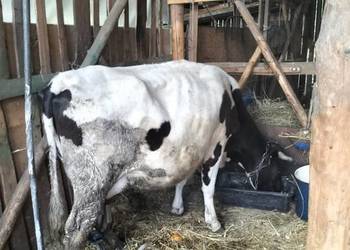 Krowa HF mleczna czteroletnia na sprzedaż  Wiesiółka