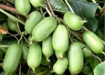 Sadzonki Mini Kiwi! Samopylne Issai!Duże zdrowe sadzonki na sprzedaż  Wielkopole