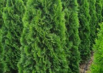 Tuja Szmaragd,Thuja Smaragd 180-200 SUPER JAKOŚĆ, PRODUCENT, używany na sprzedaż  Warszawa