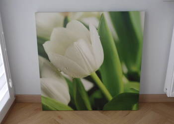 Obraz - tulipan biały w zieleni 75x75cm na sprzedaż  Kraków