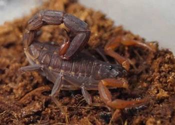 Używany, Skorpion J. tricarinatus L3 terrarium pajęczak na sprzedaż  Tarnów