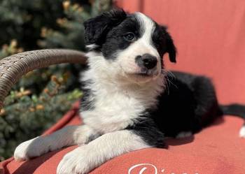 Szczeniak border collie z rodowodem (z badaniami gen. rodziców), używany na sprzedaż  Wola Murowana