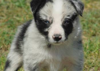 Border collie piesek z błękitnym okiem na sprzedaż  Milejów-Osada