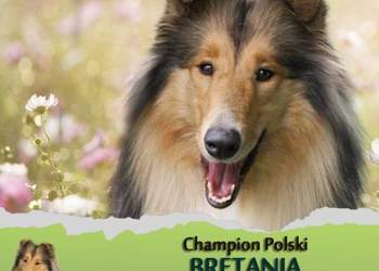 Owczarek Szkocki Długowłosy Szczenięta FCI Champion Polski na sprzedaż  Dachowa