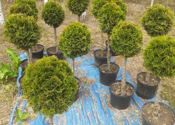 Tuja szmaragd formowana w kule i bonsai, używany na sprzedaż  Mostki
